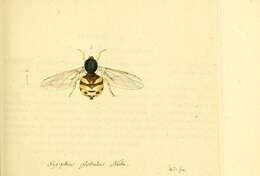 Sivun Acrocera orbicula (Fabricius 1787) kuva