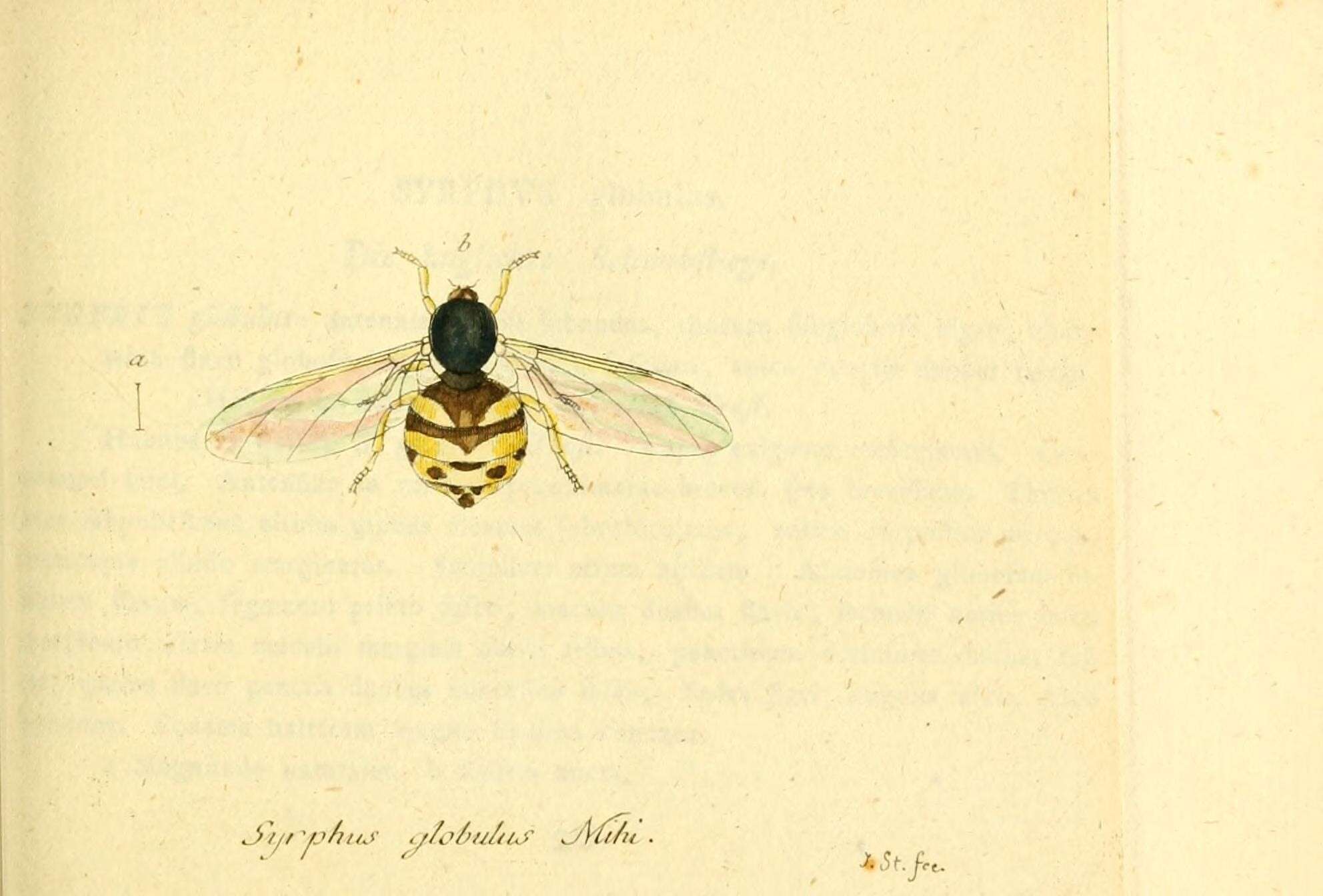 Image of Acrocera orbicula (Fabricius 1787)