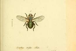 Image of Eristalinus sepulchralis (Linnaeus 1758)