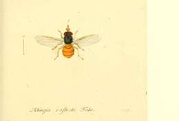 Image of Rhingia rostrata (Linnaeus 1758)