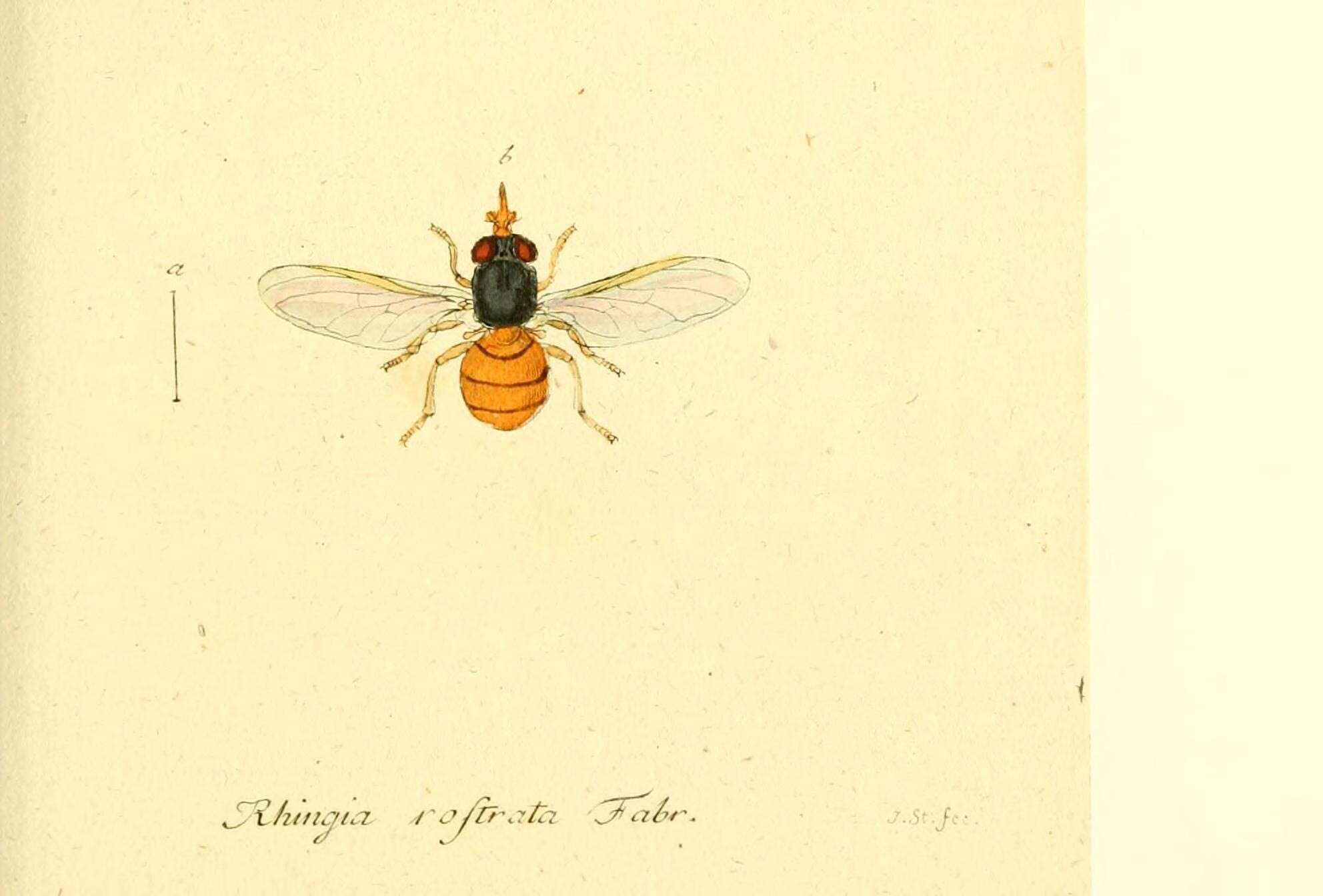 Imagem de Rhingia rostrata (Linnaeus 1758)