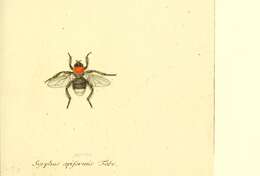 Imagem de Eristalis oestracea (Linnaeus 1758)