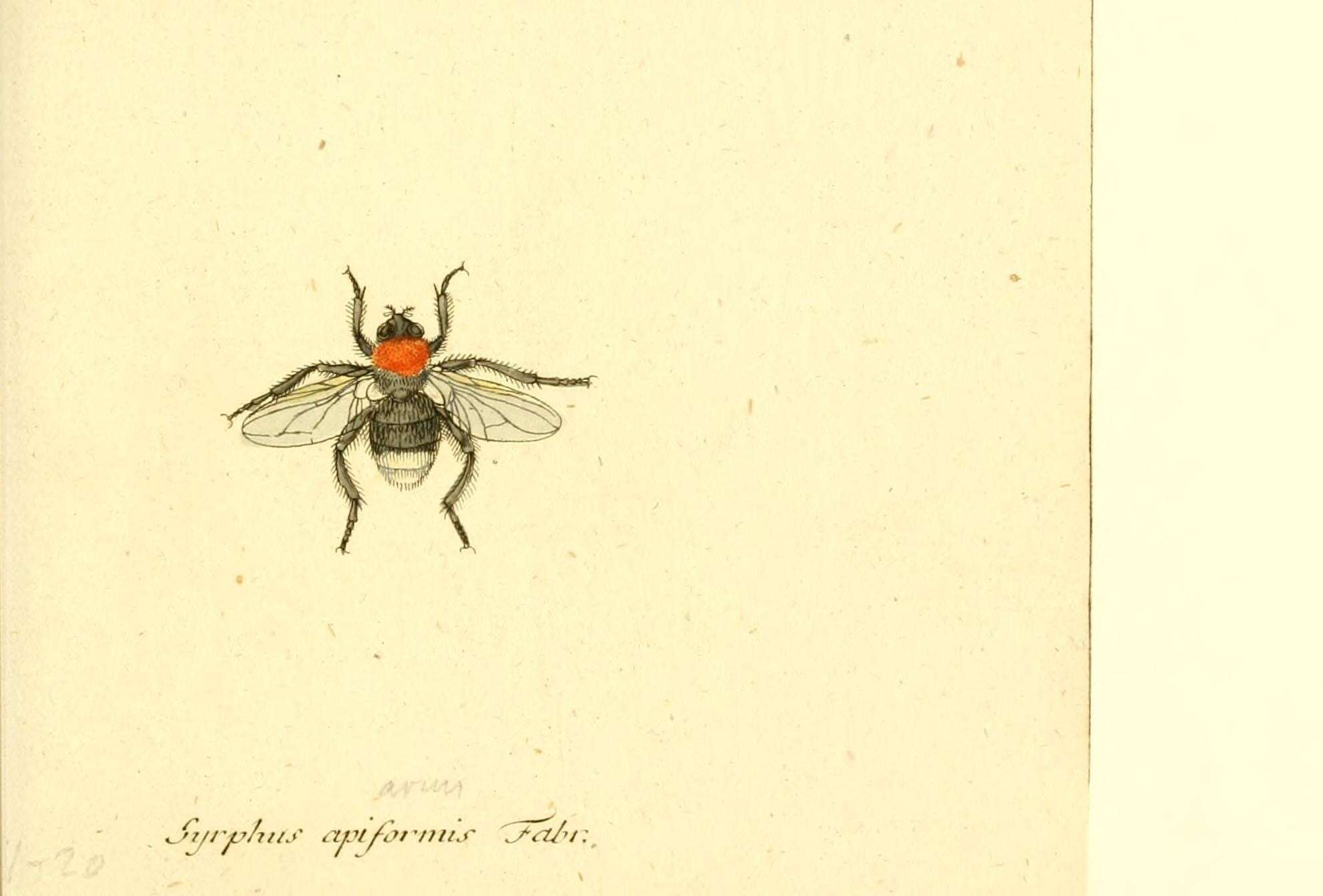 Image of Eristalis oestracea (Linnaeus 1758)