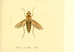 Image of Dialineura anilis (Linnaeus 1761)