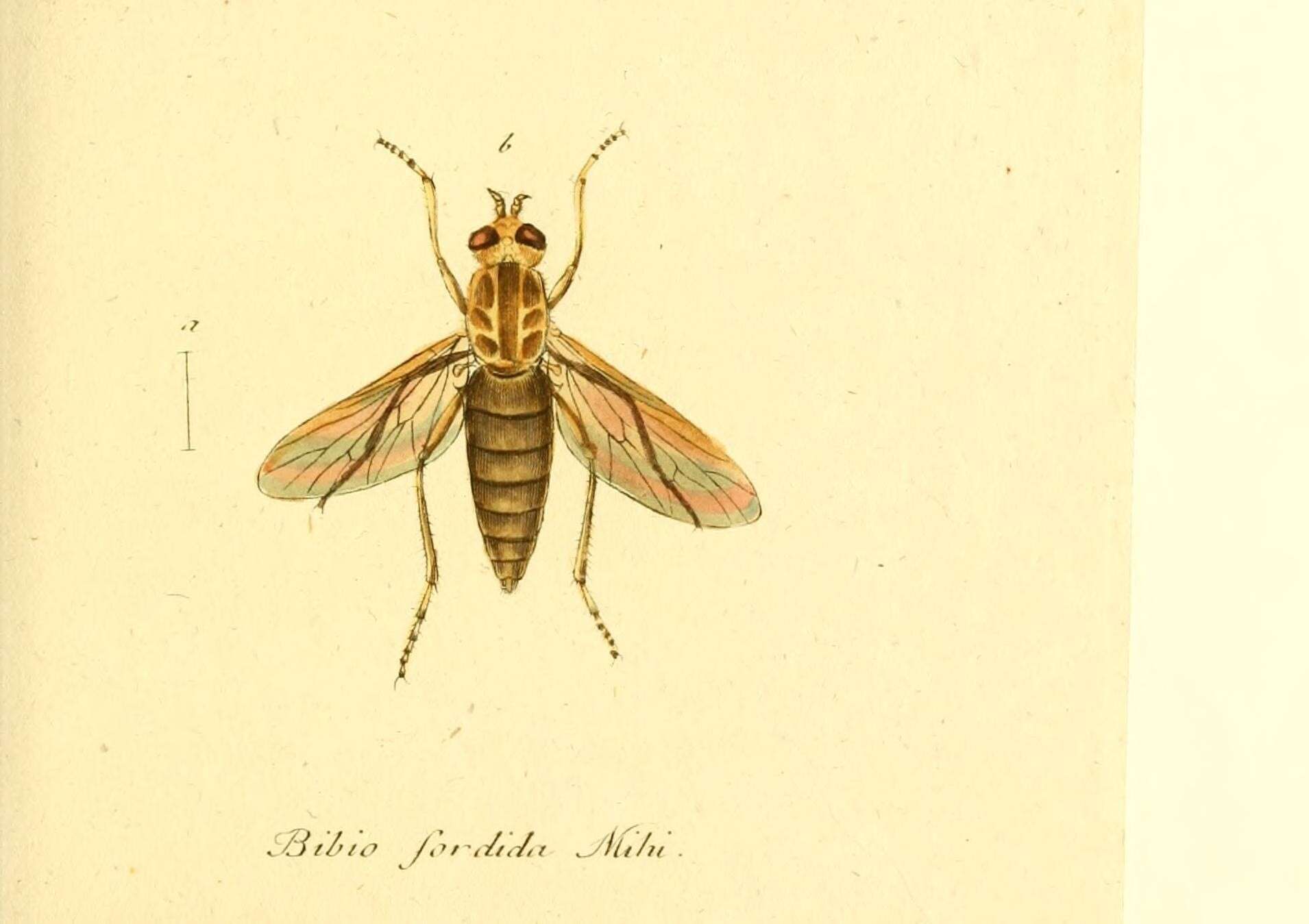 Sivun Dialineura anilis (Linnaeus 1761) kuva