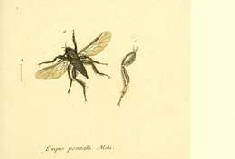 Image of Empis pennata Panzer 1803