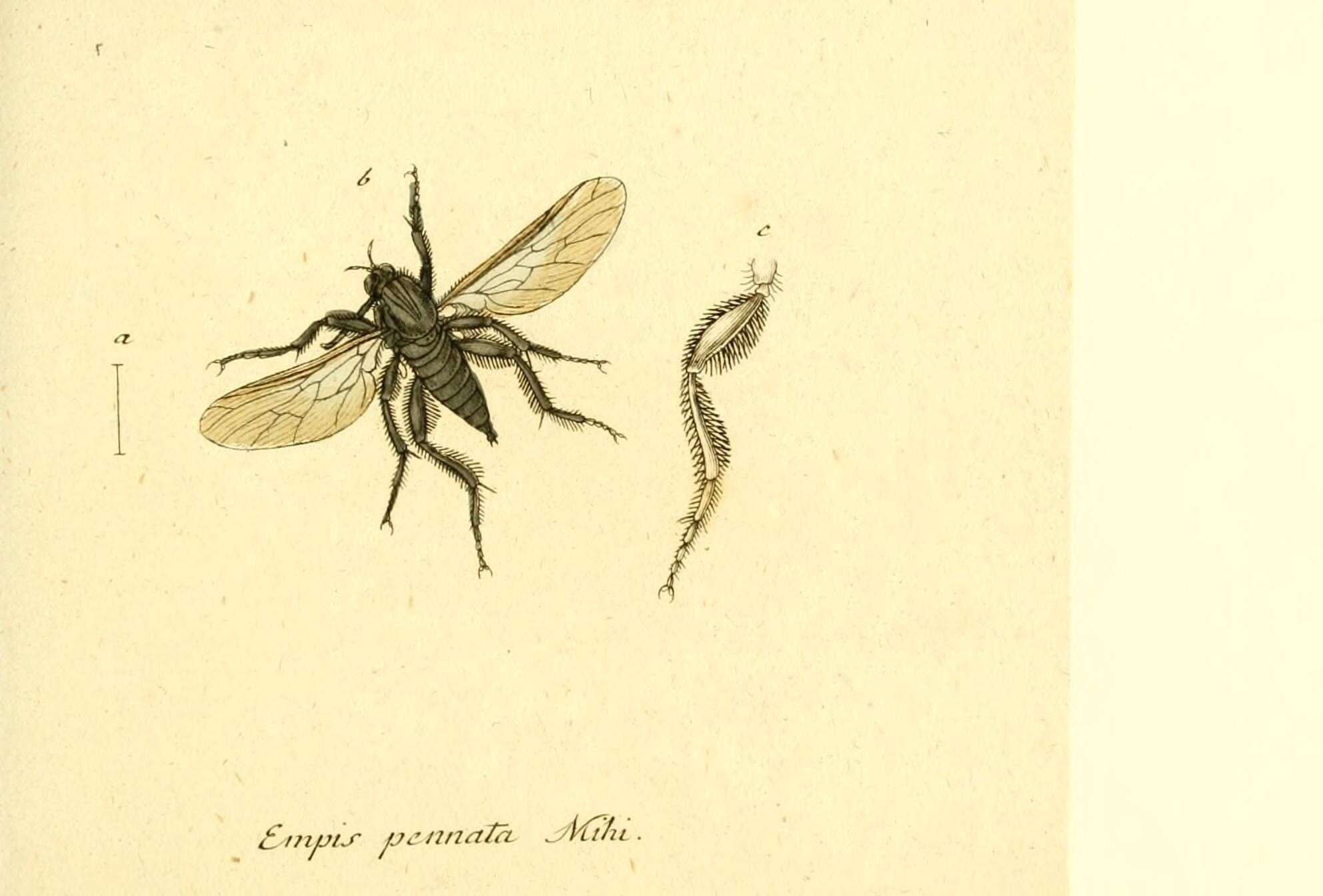 Image de Empis pennata Panzer 1803