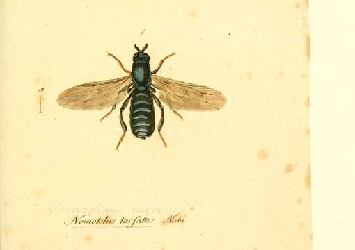 Image de Scenopinus niger (De Geer 1776)