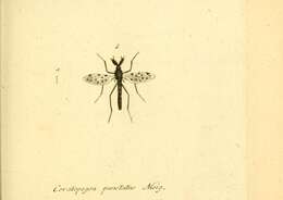 Sivun Ceratopogon punctatus Meigen 1804 kuva