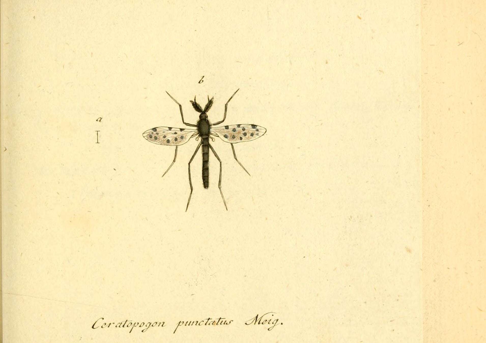 Imagem de Ceratopogon punctatus Meigen 1804