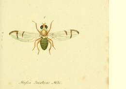 Sivun Urophora stylata (Fabricius 1775) kuva