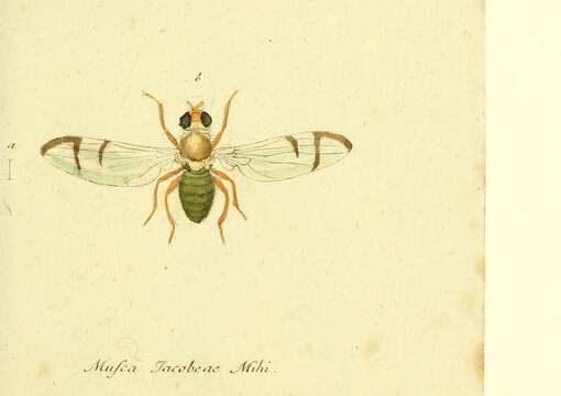 Imagem de Urophora stylata (Fabricius 1775)