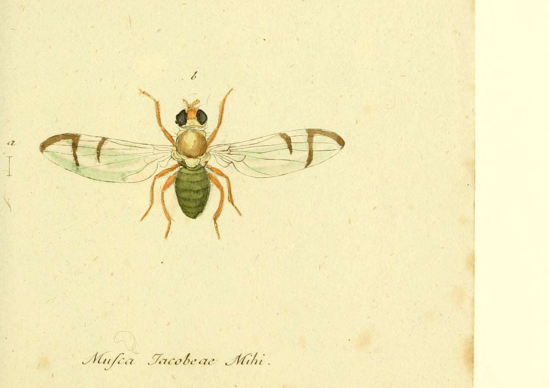 Sivun Urophora stylata (Fabricius 1775) kuva