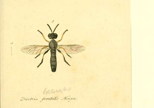 Image of Dioctria hyalipennis (Fabricius 1794)