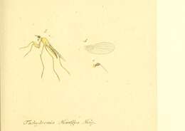 Image de Phyllodromia melanocephala (Fabricius 1794)