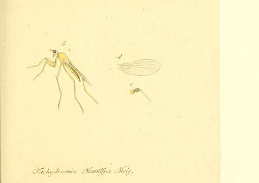 Image of Phyllodromia melanocephala (Fabricius 1794)