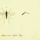 Image of <i>Tachydromia albiseta</i> Meigen 1806