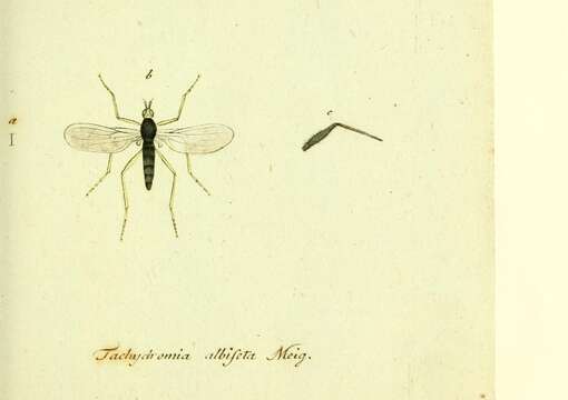 Imagem de <i>Tachydromia albiseta</i> Meigen 1806