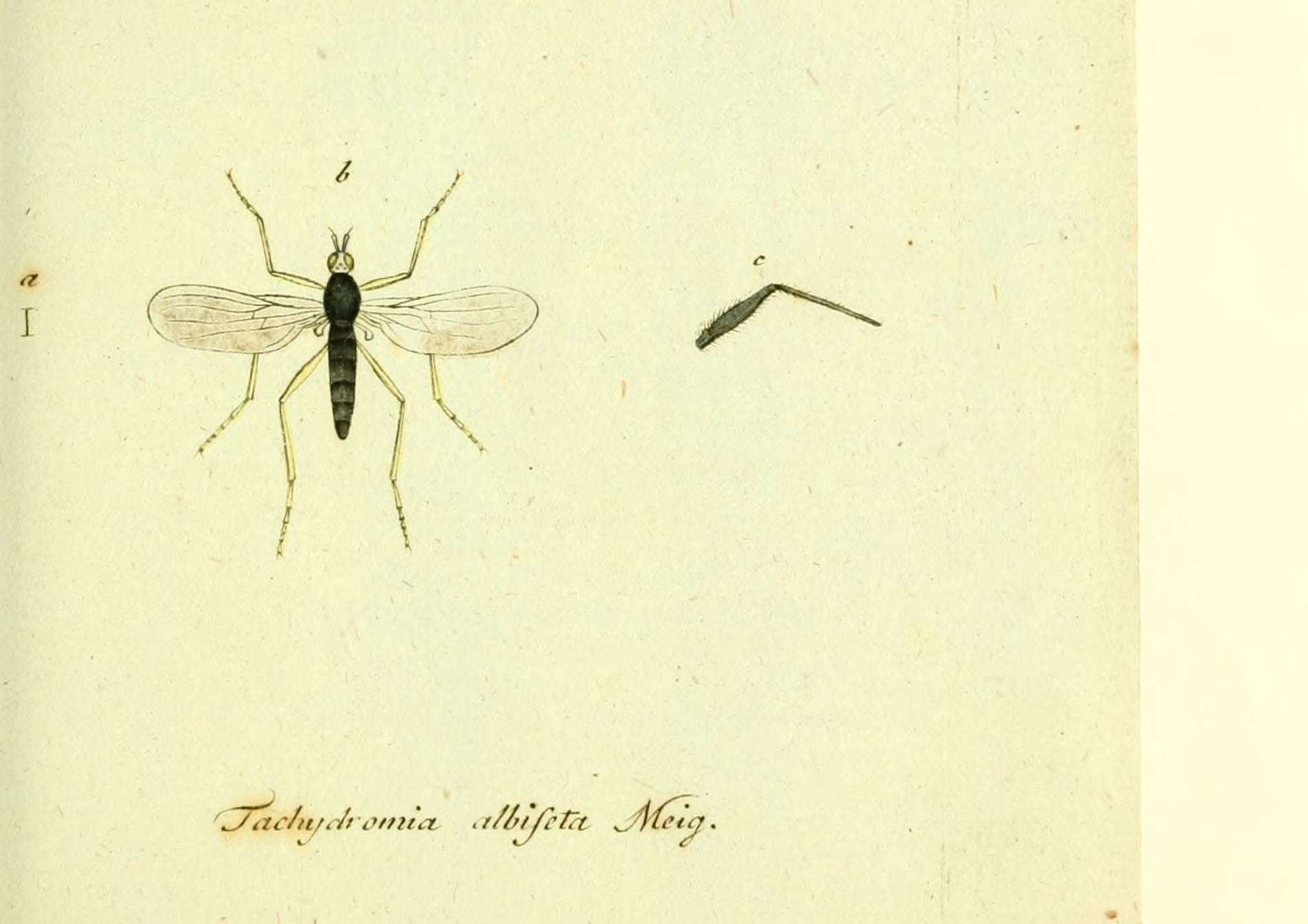 Imagem de <i>Tachydromia albiseta</i> Meigen 1806