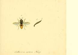Sivun Callicera aenea (Fabricius 1777) kuva