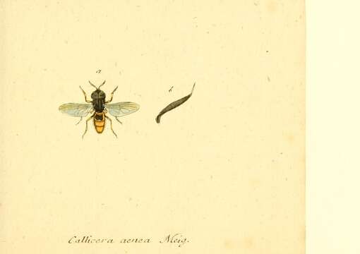 Imagem de Callicera aenea (Fabricius 1777)