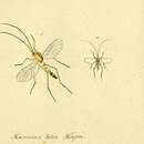 Image of Macrocera lutea Meigen 1804