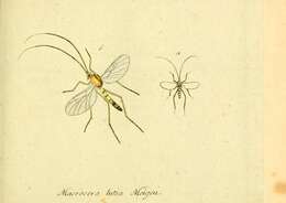 Image de Macrocera lutea Meigen 1804