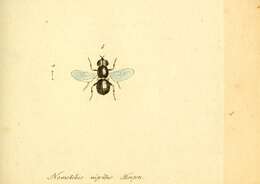 Imagem de Nemotelus pantherinus (Linnaeus 1758)