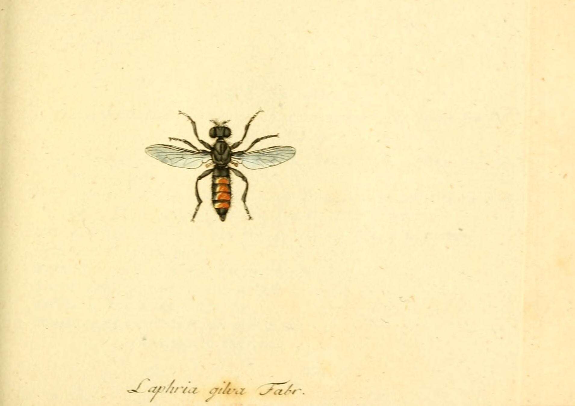 Imagem de Laphria gilva (Linnaeus 1758)