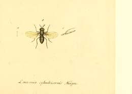 Image de Lauxania cylindricornis (Fabricius 1794)