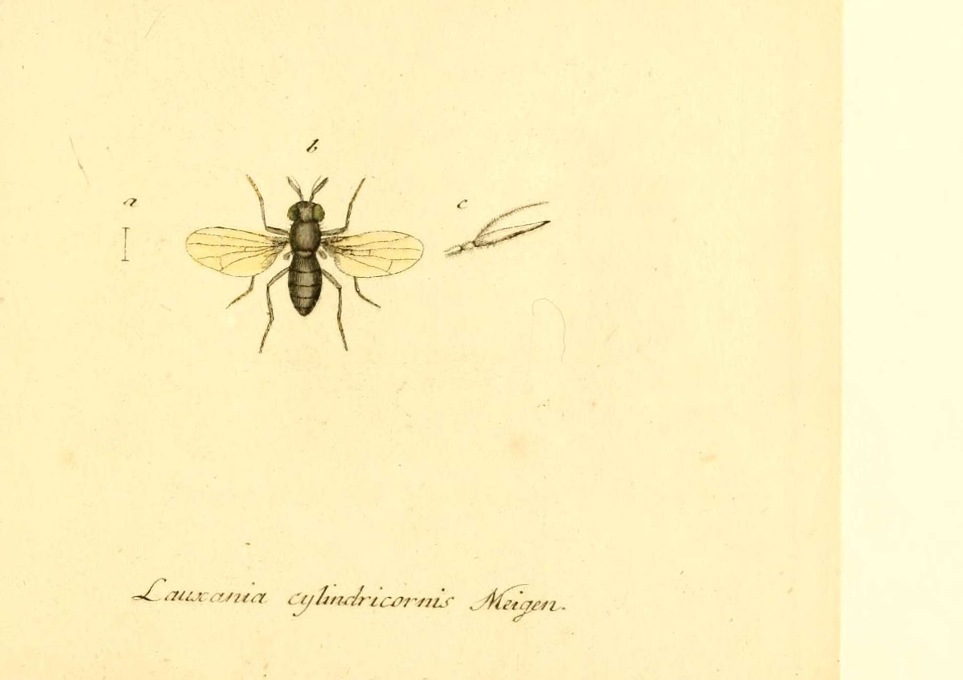 Image de Lauxania cylindricornis (Fabricius 1794)