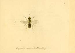 Sivun Oxycera muscaria (Fabricius 1794) kuva