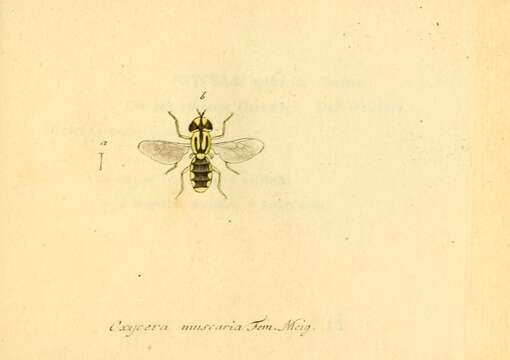 Imagem de Oxycera muscaria (Fabricius 1794)
