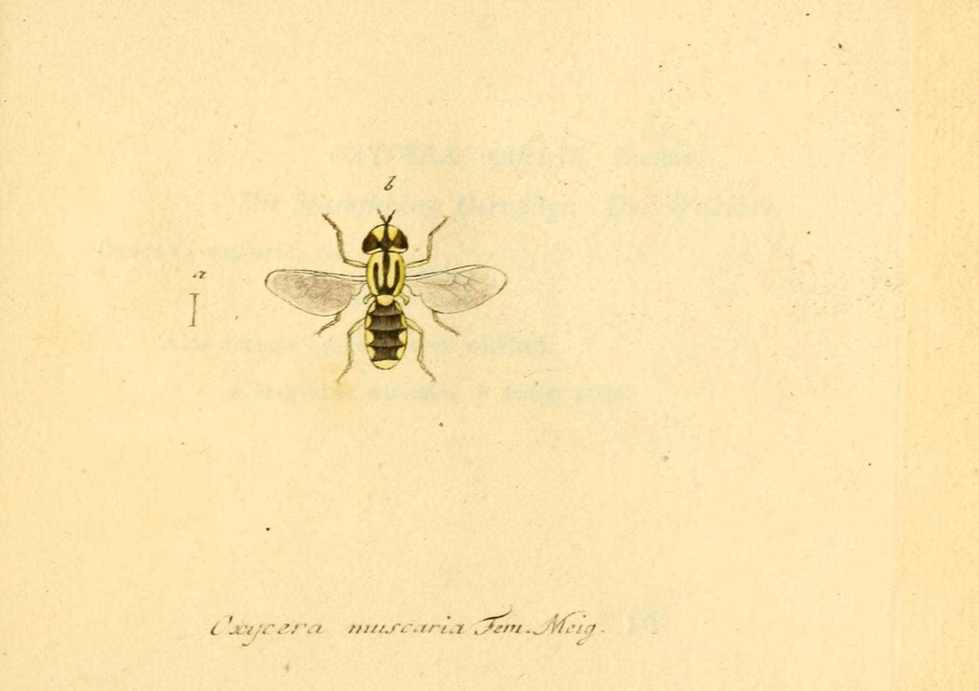 Sivun Oxycera muscaria (Fabricius 1794) kuva