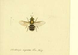 Imagem de Odontomyia argentata (Fabricius 1794)
