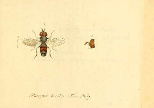 Image of Paragus bicolor (Fabricius 1794)