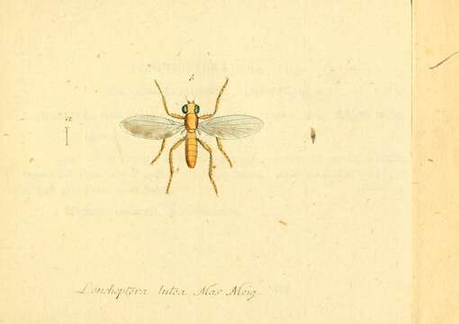 Image of Lonchoptera lutea Meigen 1809