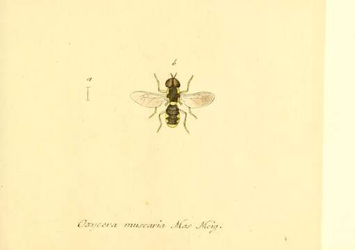 Image de Oxycera muscaria (Fabricius 1794)