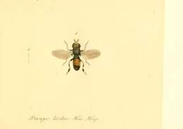 Imagem de Paragus bicolor (Fabricius 1794)