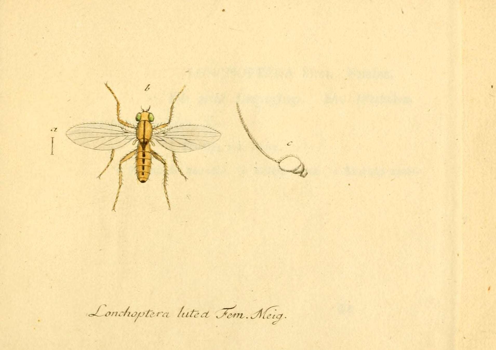 Image de Lonchoptera lutea Meigen 1809
