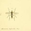 Image of Chironomus trifasciatus Tokunaga 1964