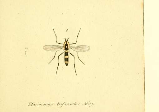 Imagem de Chironomus trifasciatus Tokunaga 1964