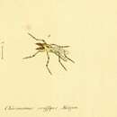 Imagem de Eurycnemus crassipes (Meigen 1813)