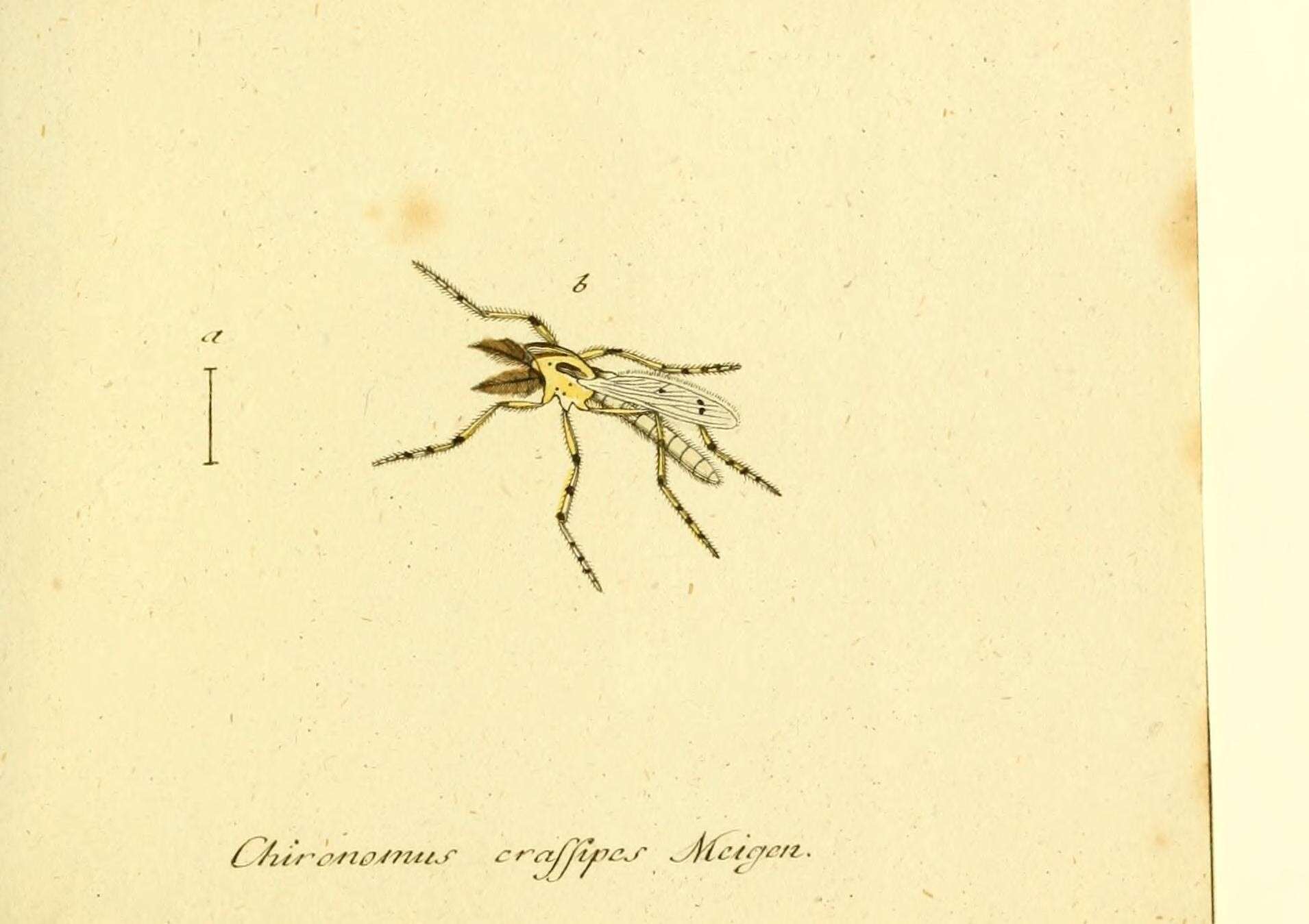 Sivun Eurycnemus kuva
