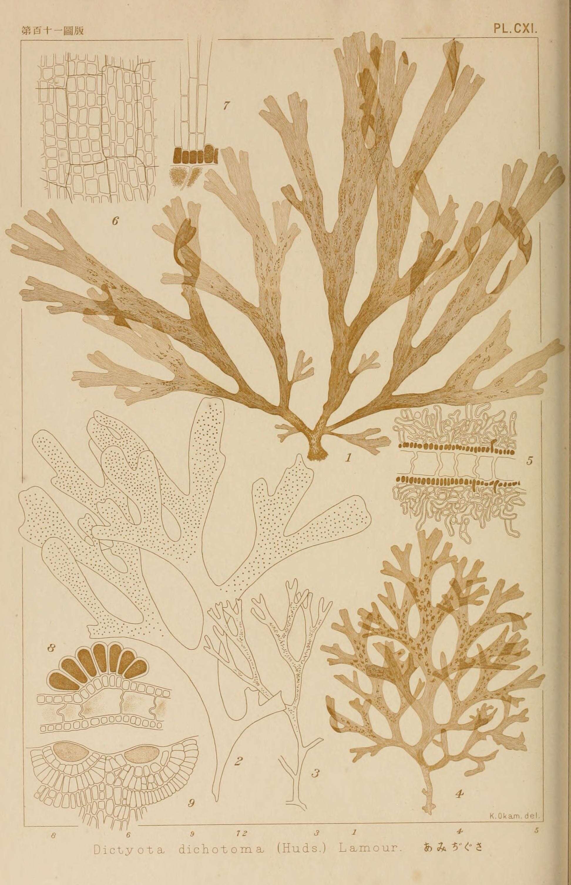 Plancia ëd Dictyota dichotoma