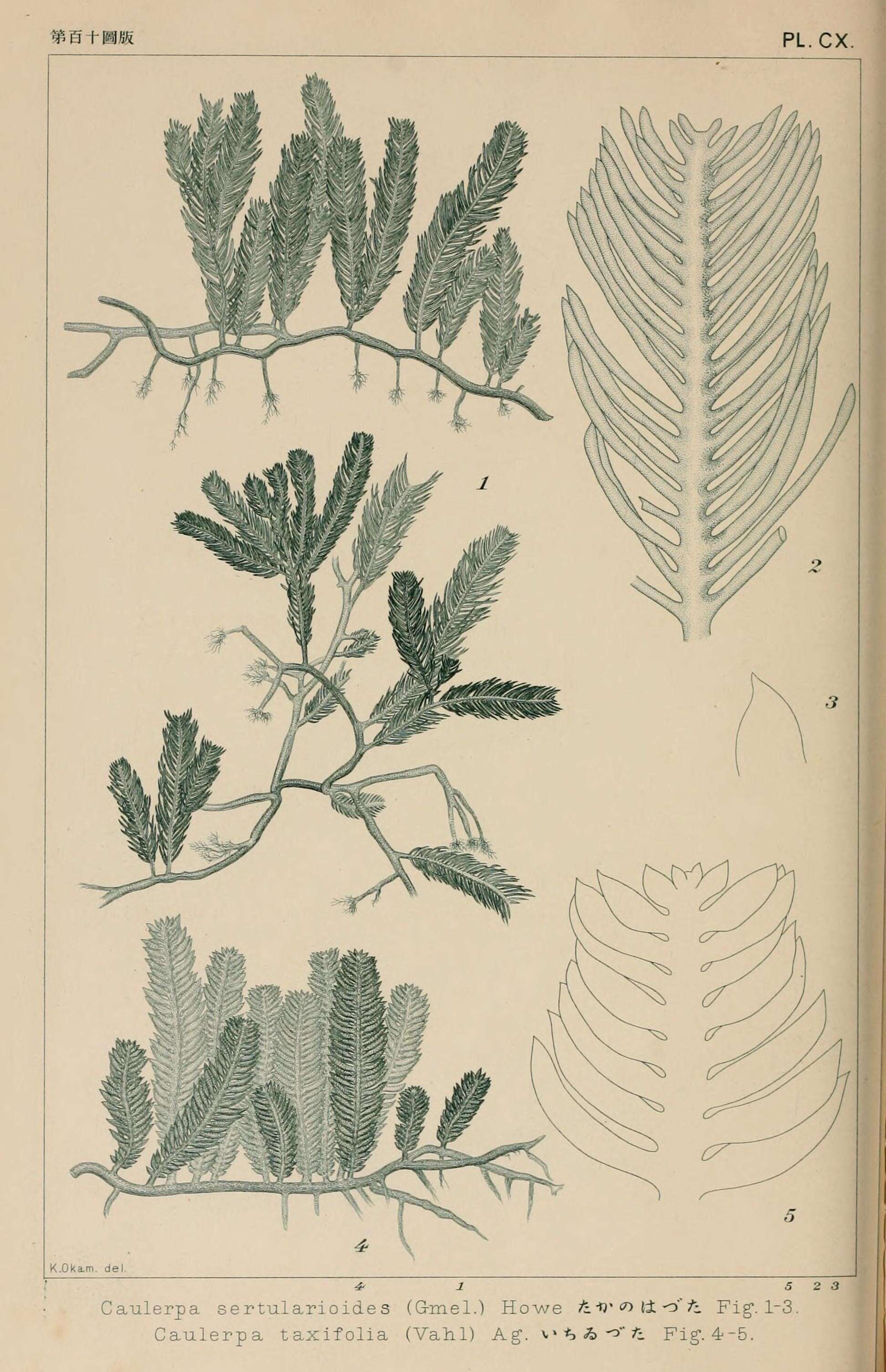 Image of Caulerpa sertularioides