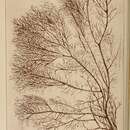Image of Tichocarpus crinitus