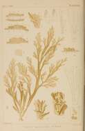 Image of Dictyota spinulosa J. D. Hooker & Arnott 1838