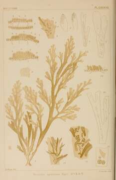 Image of Dictyota spinulosa J. D. Hooker & Arnott 1838