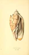 Image of Cymbiola Swainson 1831